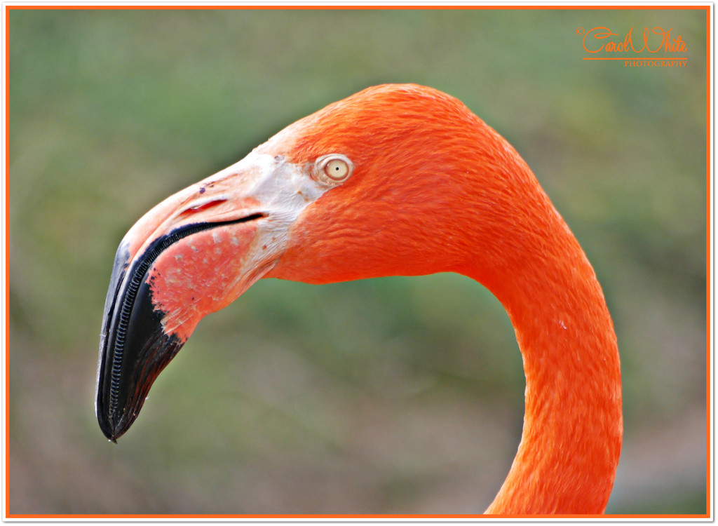 Flamingo by carolmw