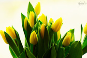 27th Mar 2015 - Tulips
