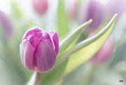 27th Mar 2015 - 2015-03-27 tulips to say thank you