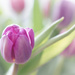 2015-03-27 tulips to say thank you by mona65