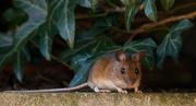 25th Mar 2015 -  25th March 2015 - Wood Mouse