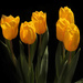Tulips by judyc57