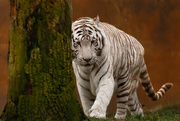 27th Mar 2015 - White Siberian Tiger