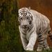 White Siberian Tiger by leonbuys83