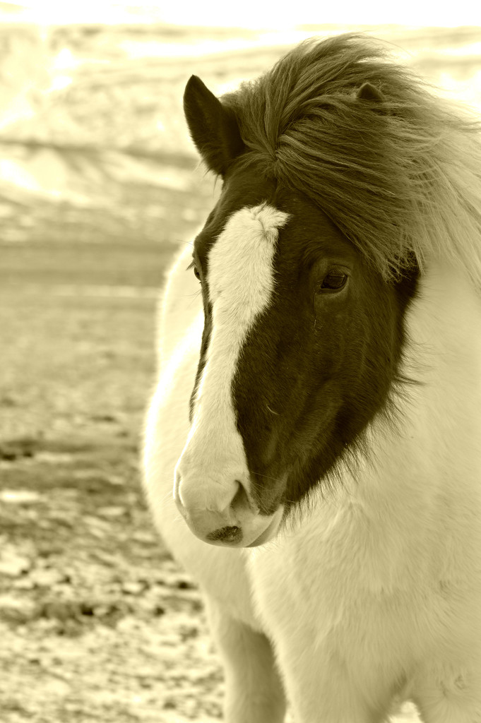 Icelandic Horse. by darrenboyj