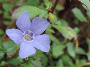 27th Mar 2015 - Periwinkle
