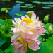 NEW Theme! Water Lily Farm #6 by gigiflower