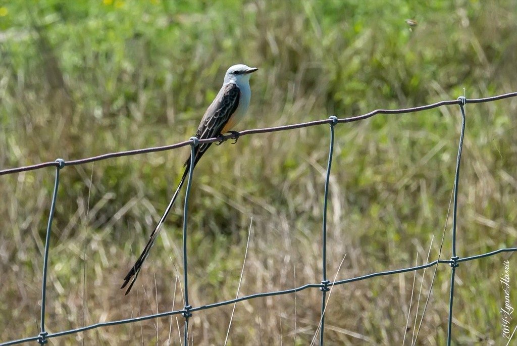Scissor-tailed Bird by lynne5477