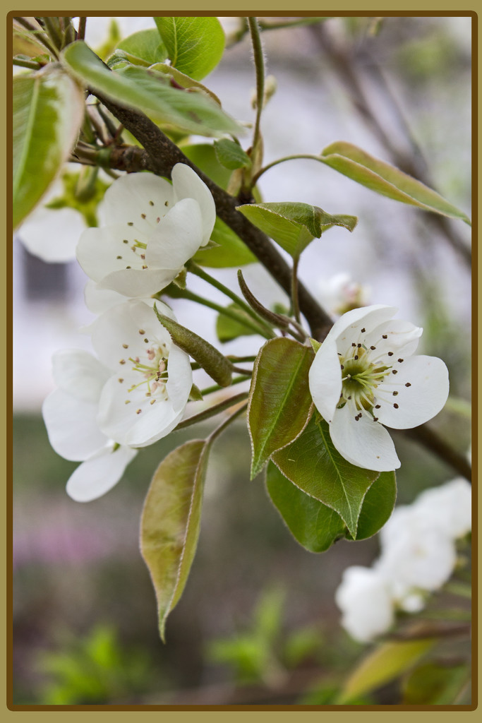 Pear blossoms by randystreat