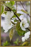 27th Mar 2015 - Pear blossoms