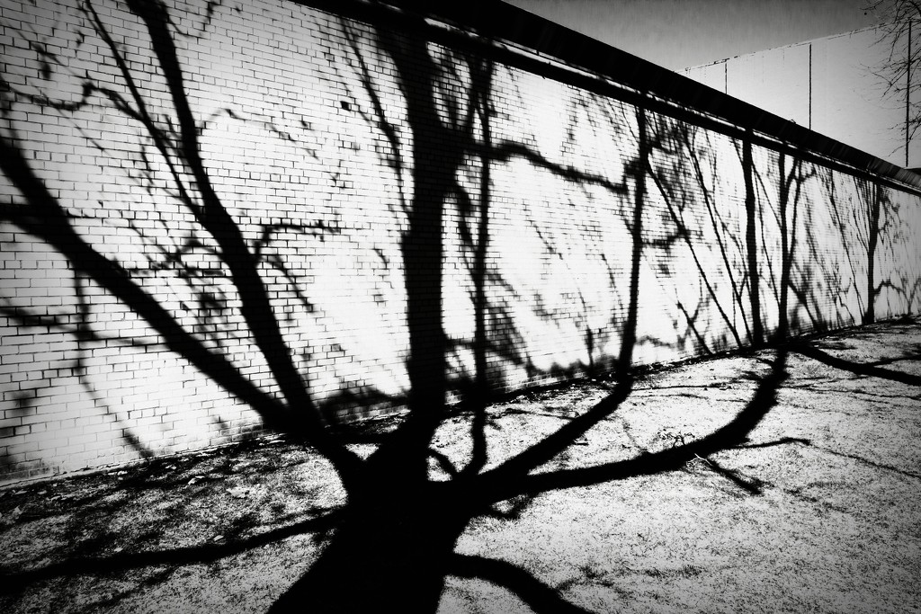 Shadow Tree! by ukandie1
