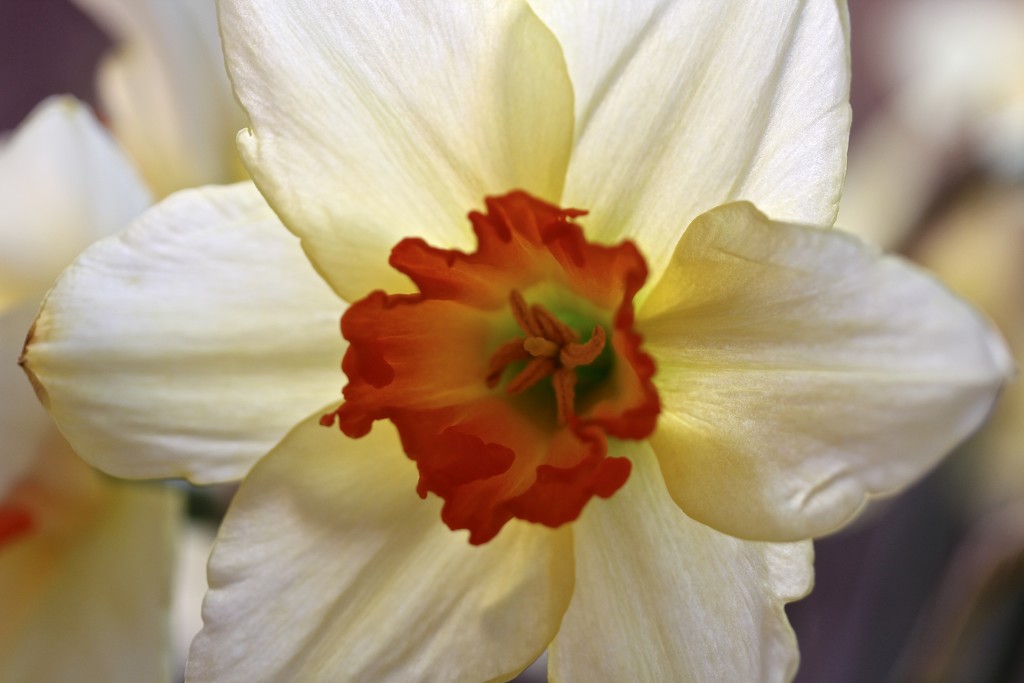 Strange Beauty by daffodill