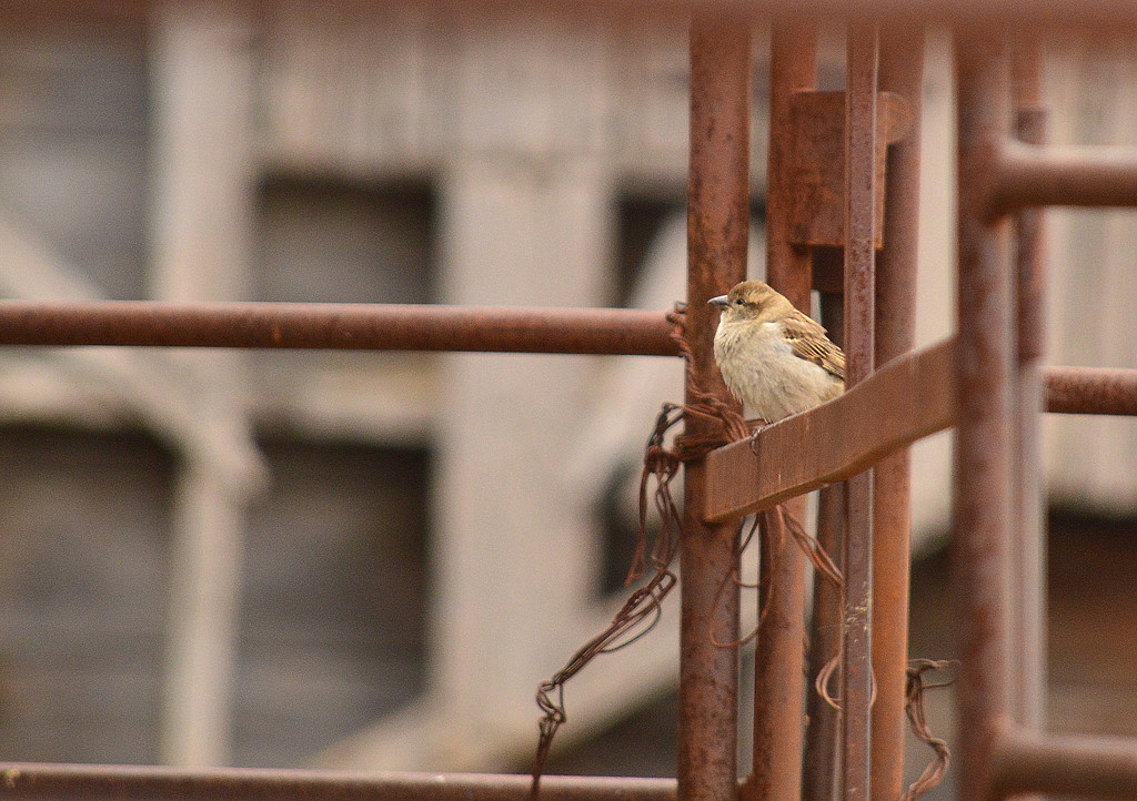 Bird on a Barn Gate by kareenking