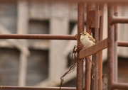 27th Mar 2015 - Bird on a Barn Gate