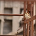 Bird on a Barn Gate by kareenking