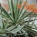 Aloe striata (‘Coral Aloe’) by rhoing