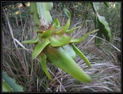 28th Mar 2015 - The forming of a dragon fruit