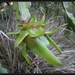 The forming of a dragon fruit by kerenmcsweeney
