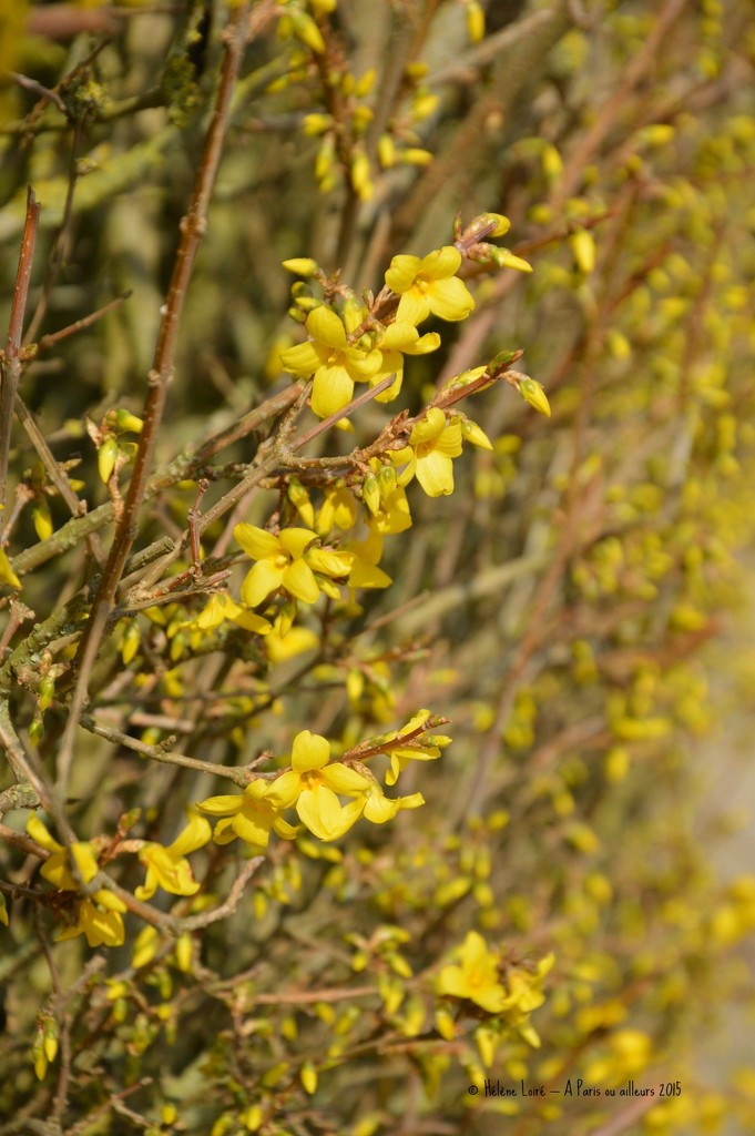 Forsythia by parisouailleurs