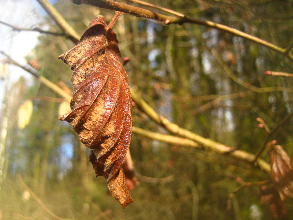 Dead leaf by steveandkerry