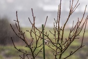 28th Mar 2015 - image old, Wet and Miserable