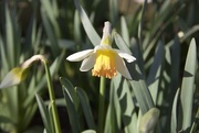27th Mar 2015 - daffodil