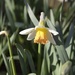 daffodil by jennyjustfeet