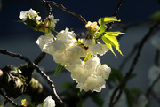 27th Mar 2015 - More blossoms