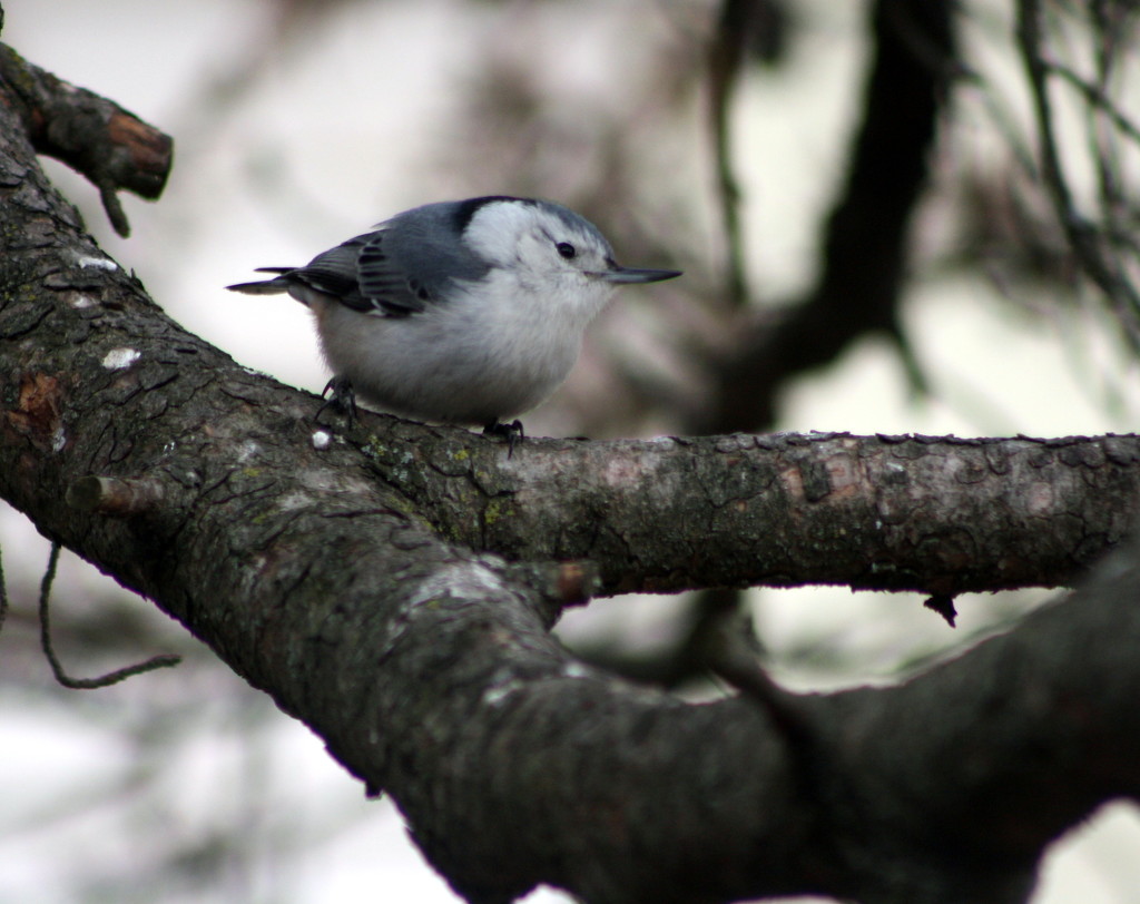 White breasted nuthatch by bruni