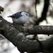 White breasted nuthatch by bruni