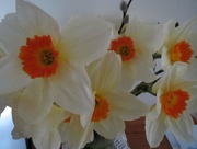 28th Mar 2015 - Daffodils
