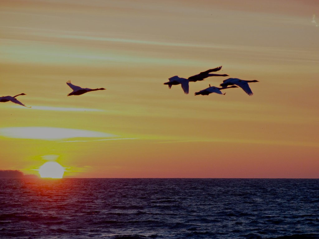 Swans on the Move by selkie