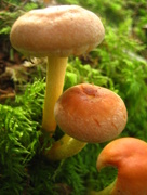 28th Sep 2013 - Sulphur tuft fungi