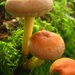 Sulphur tuft fungi by steveandkerry