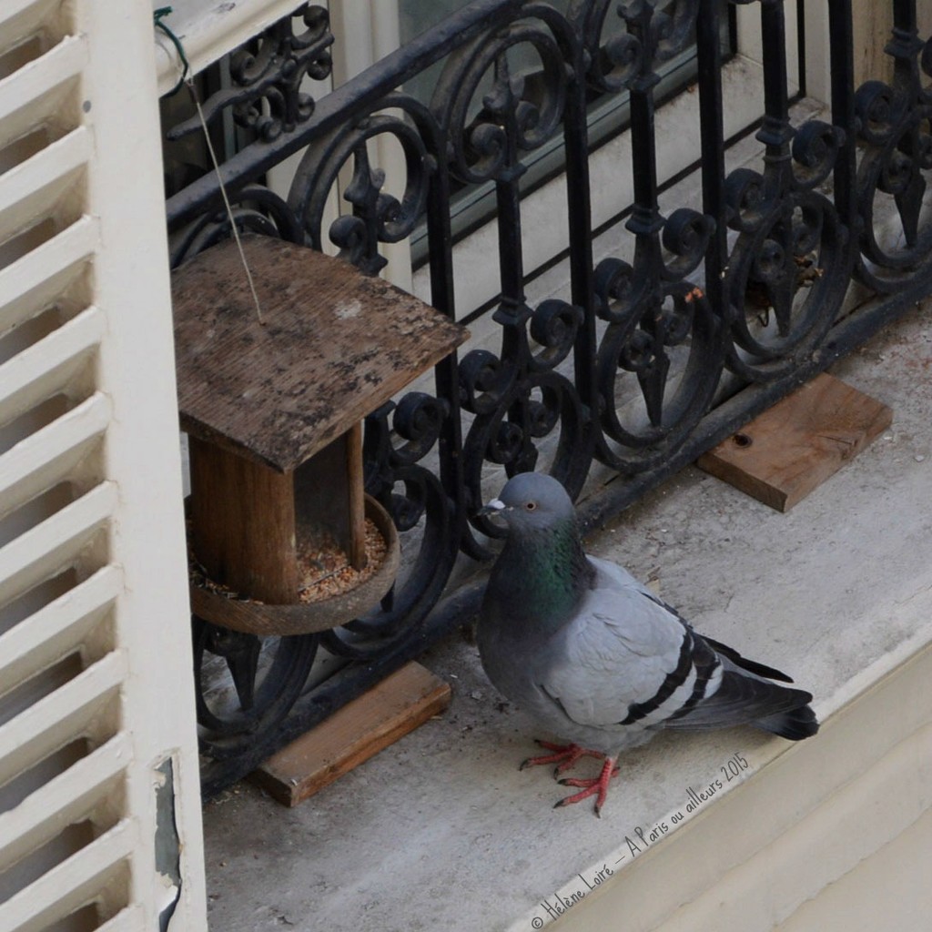 the hungry pigeon by parisouailleurs