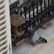 27th Mar 2015 - the hungry pigeon