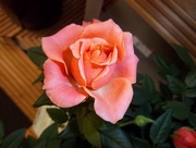 28th Mar 2015 - A beautiful orangey rose.