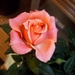 A beautiful orangey rose. by grace55