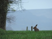28th Mar 2015 - Hare in the field