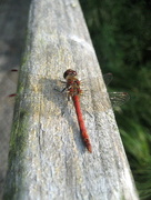 25th Aug 2013 - Common Darter Dragonfly
