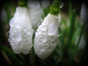 9th Feb 2013 - snowdro[ drop