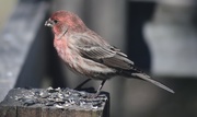 28th Mar 2015 - Male House Finch 