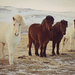 More from those Icelandic horses. by darrenboyj