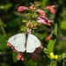 White Butterfly by lynne5477