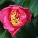 28 March 2015 A Camellia in my garden by lavenderhouse