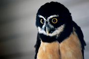 28th Mar 2015 - Spectacled Owl!