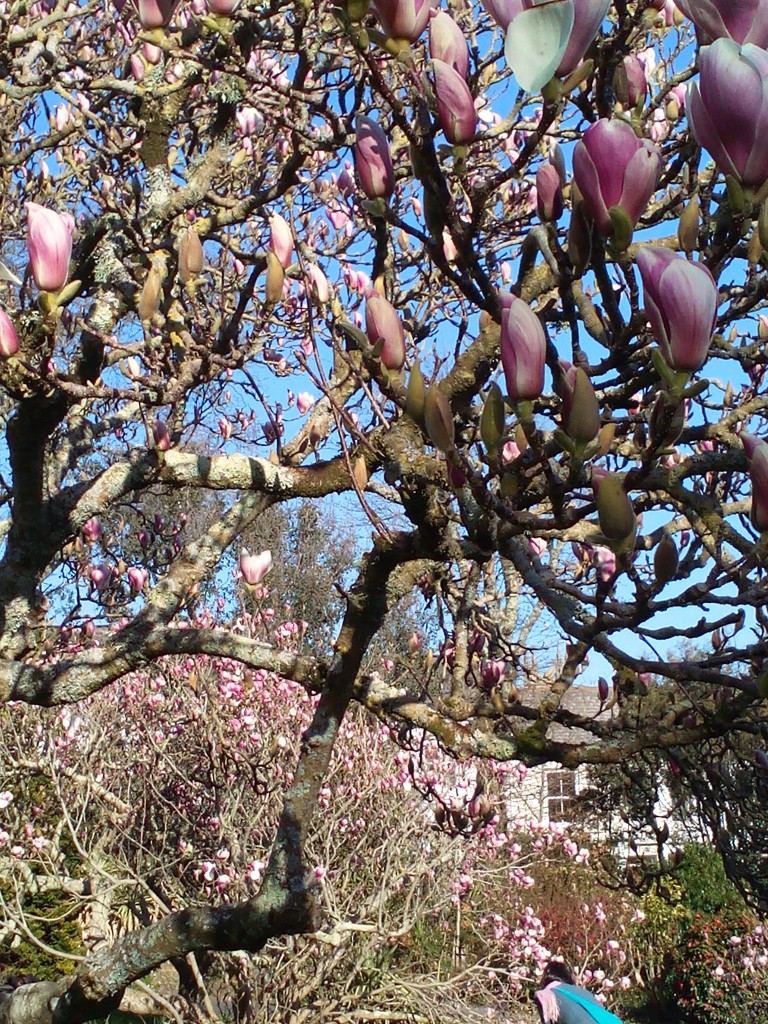 Magnolia in Morab Gdns Penzance by jennymdennis