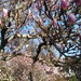 Magnolia in Morab Gdns Penzance by jennymdennis