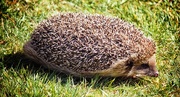 28th Mar 2015 - A very large hedgehog