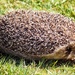 A very large hedgehog by swillinbillyflynn
